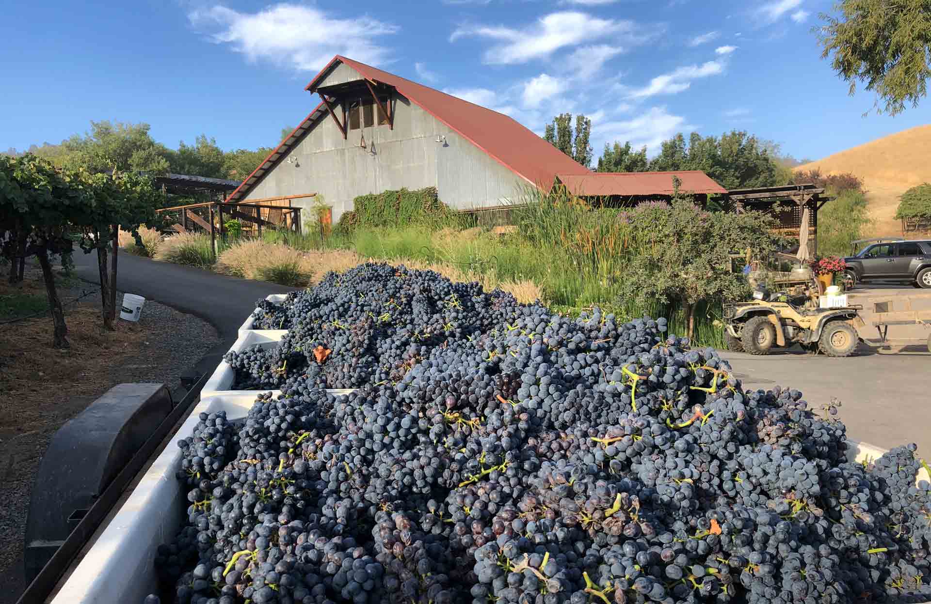 Grape Harvest at Taber Ranch